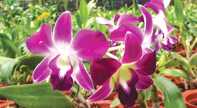 Awesome Orchids Daily News