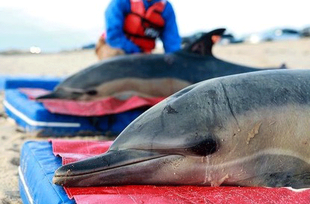 Killing dolphins: Minister orders suspension of beach seine operator's  permit