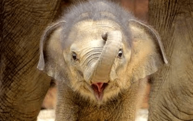 sri lankan baby elephant