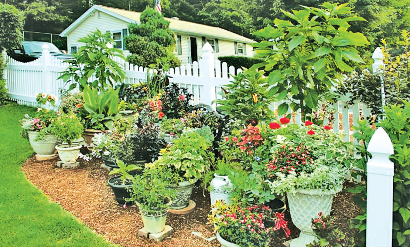 Top Container Gardening Tips Daily News