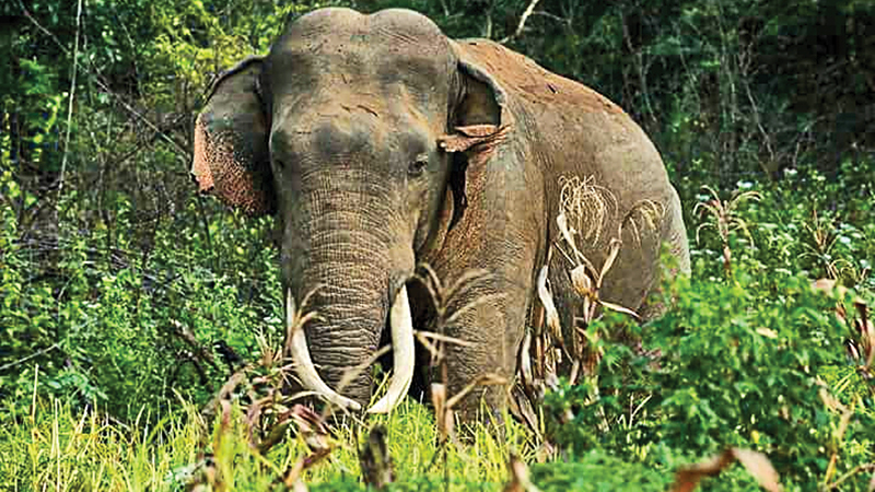 A Call for Action to Save the Last Tuskers of Sri Lanka: An elephantine ...