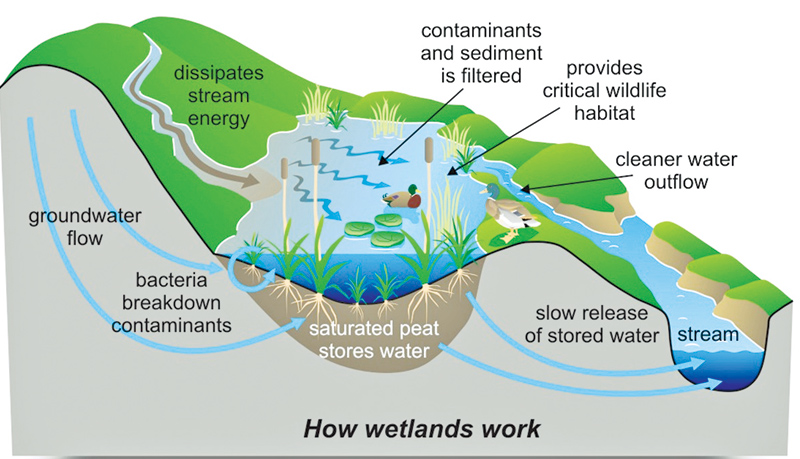 Protecting Sri Lanka’s wetland ecosystems | Daily News