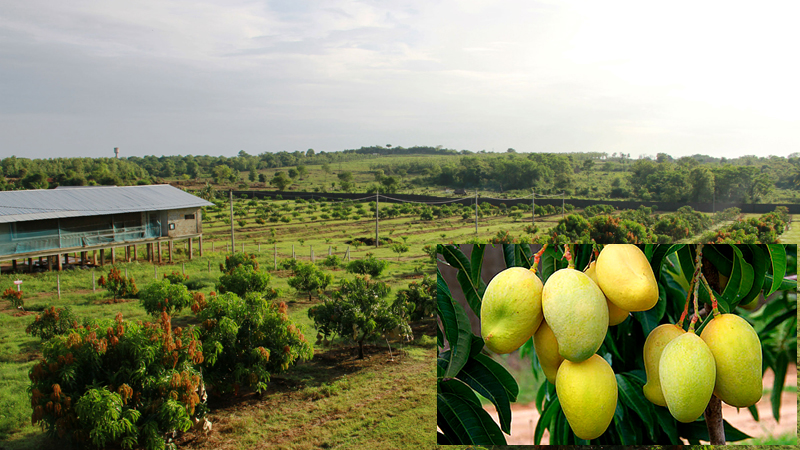 Nelna becomes leading cultivator, supplier of best quality mangoes in ...