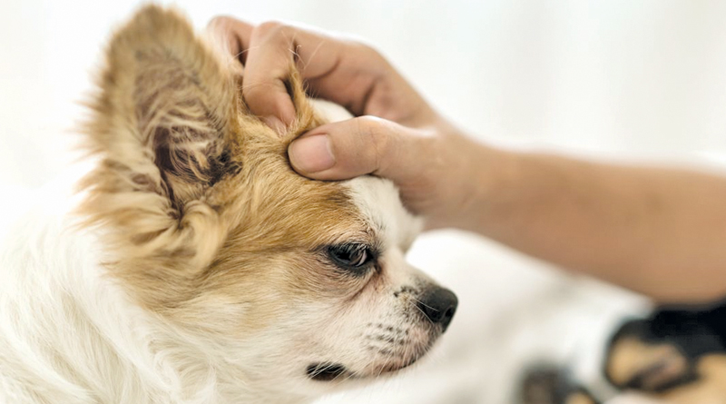 This Is Why You Should Never Pat A Dog On The Head – How To Stroke A Dog