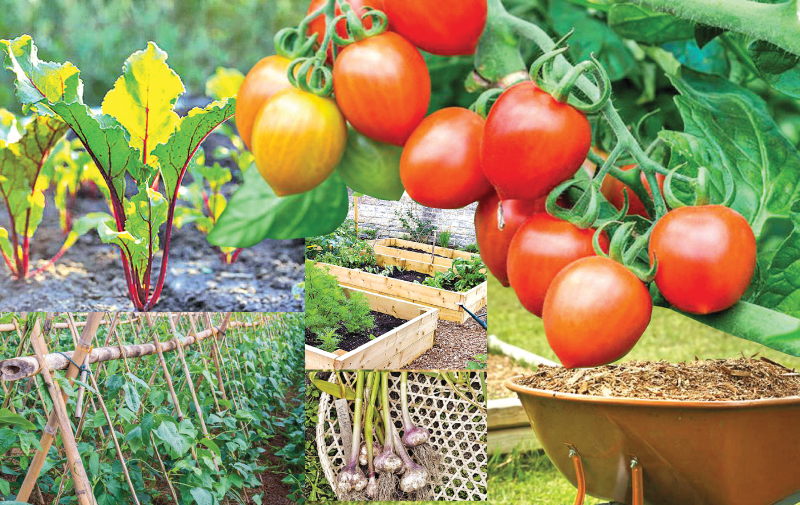 For a high-yield vegetable garden | Daily News