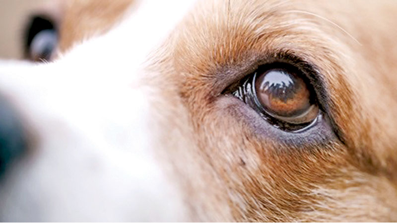 Eye infection in dogs | Daily News