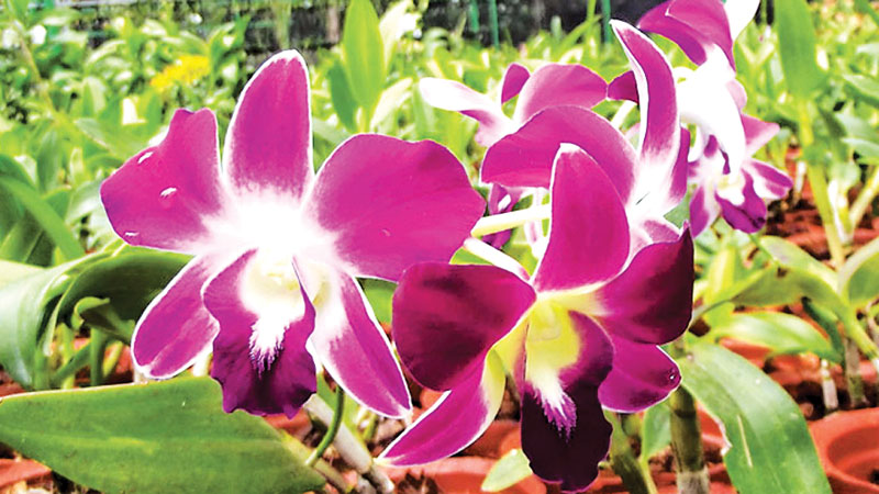 Personal Experience On Growing Orchids