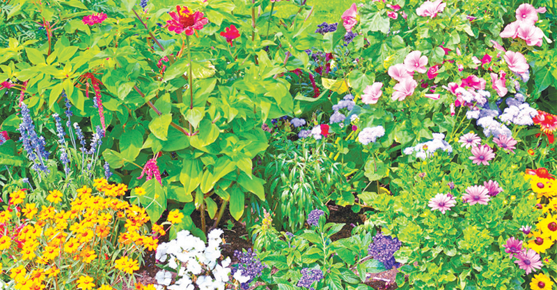 Form A Fabulous Flower Garden Daily News