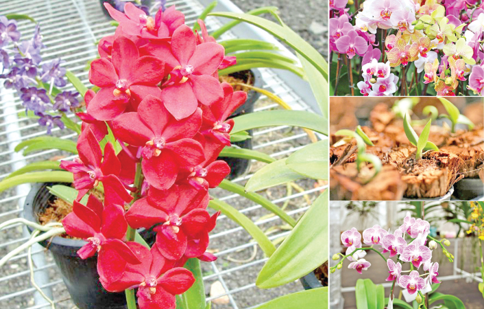 Orchid Growing Tips Daily News