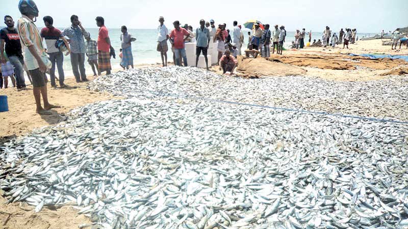 Karaitivu celebrates fisherman’s massive haul | Daily News