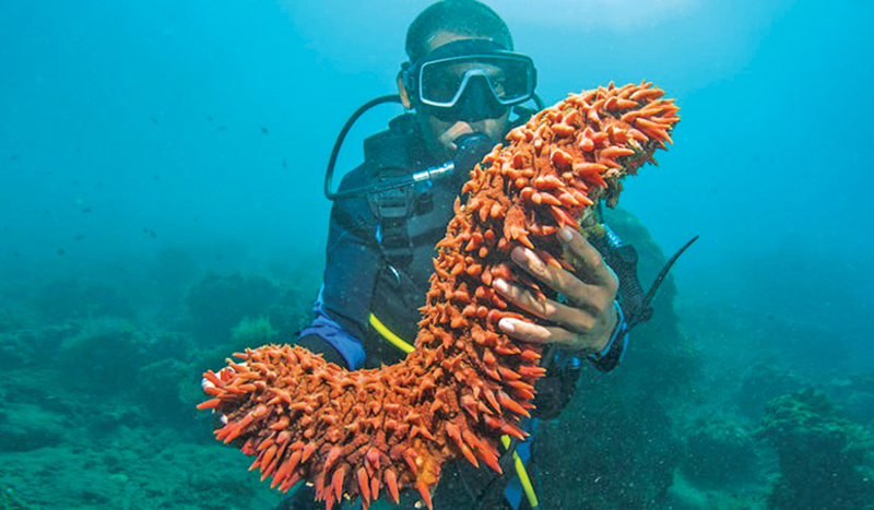 Aphrodisiac of the Ocean How Sea Cucumbers became gold for