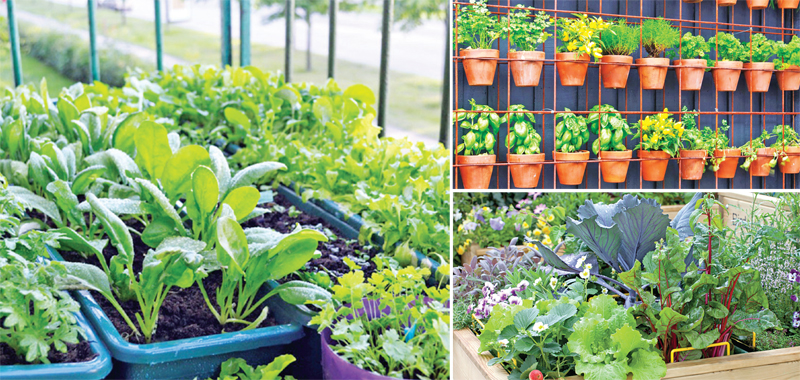 How to Grow Veggies in a Small Space