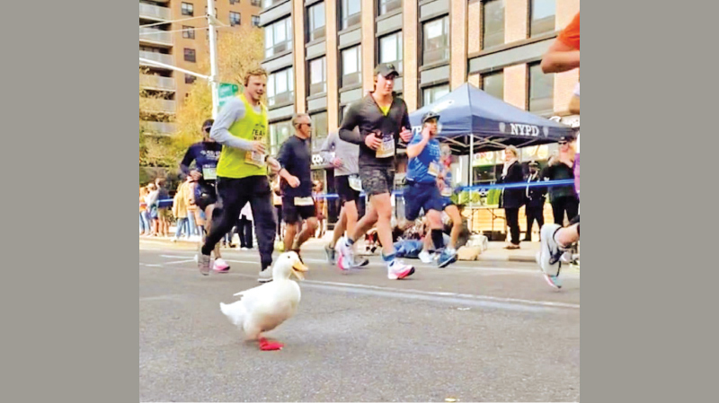 A duck called Wrinkle ran the New York City Marathon.