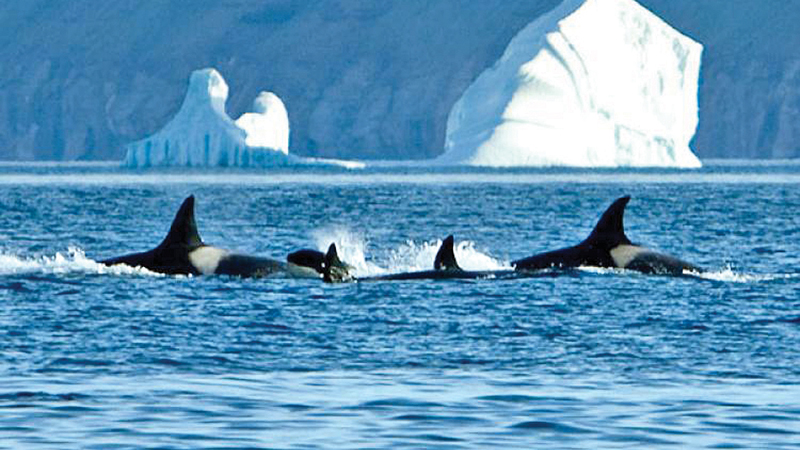 Antarctic Killer Whales’ new hunting grounds are leading to unprecedented conflict with humans. 