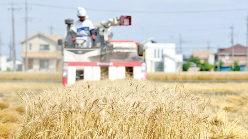 A farmer harvests wheat with a Yanmar Co. combine harvester in Chiyoda Town, Gunma Prefecture, Japan.
