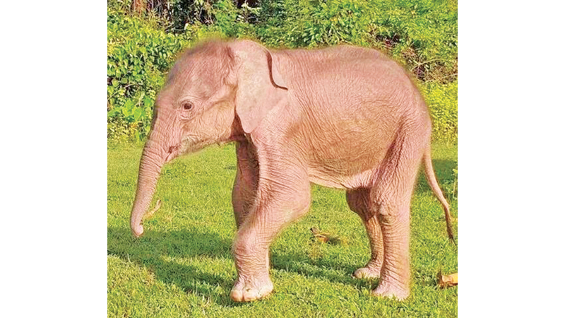 The white elephant born in Myanmar’s  Rakhine State.