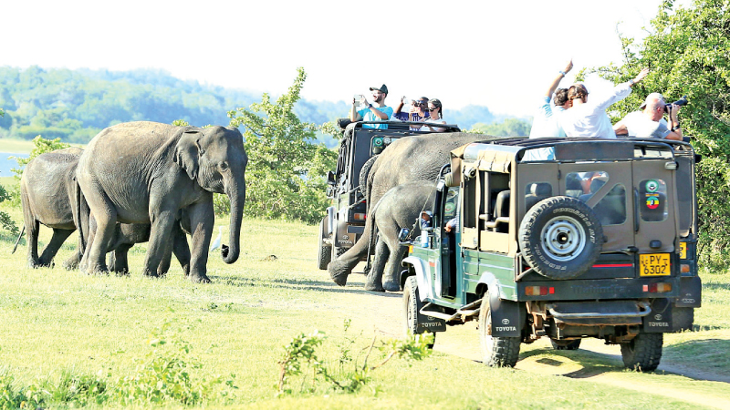 A close encounter with elephants.
