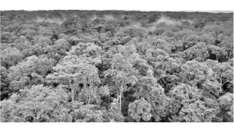 Aerial view of Gabonese rainforest, in Arboretum Raponda Walker, Gabon. Picture taken with a drone.