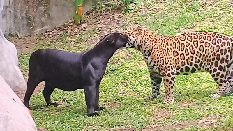 The Jaguars at the Dehiwala zoo. Picture by Rukmal Gamage
