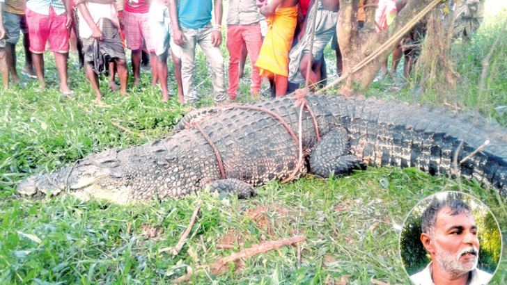 Man eating crocodile netted | Daily News