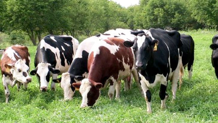 Lawsuit filed seeking minimum pain methodology for cattle slaughter ...