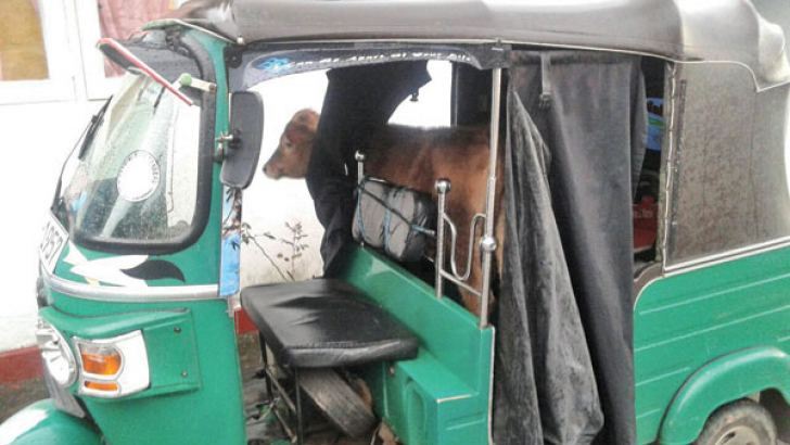 Illegal Cattle Transporters Held | Daily News