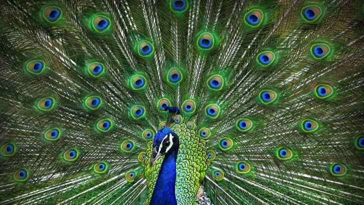 Man arrested with peacock | Daily News