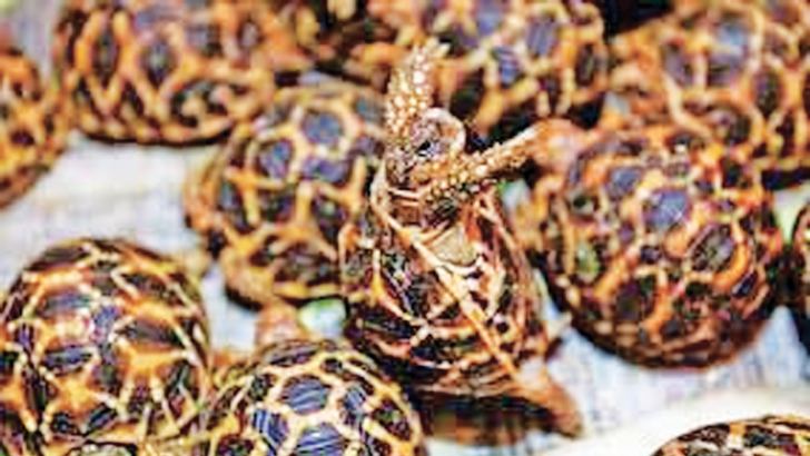 India to send turtles back to SL | Daily News