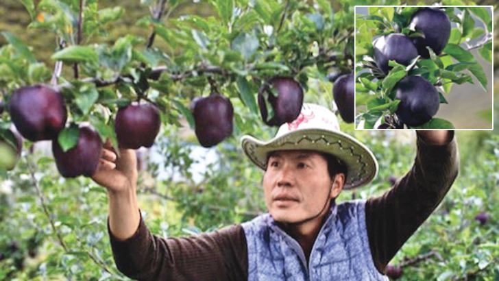 Black Diamond Apples Daily News   Z P26 Black 