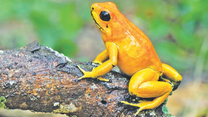 Most poisonous animal on earth | Daily News