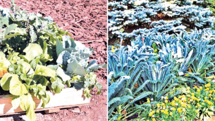 Creative Vegetable Garden Ideas Daily News 0480