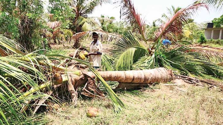 Jumbos invade Ampara | Daily News