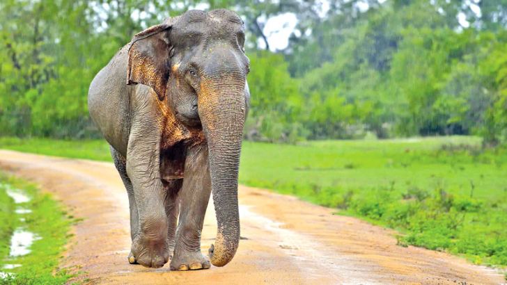 Project to resolve human-elephant conflict afoot | Daily News