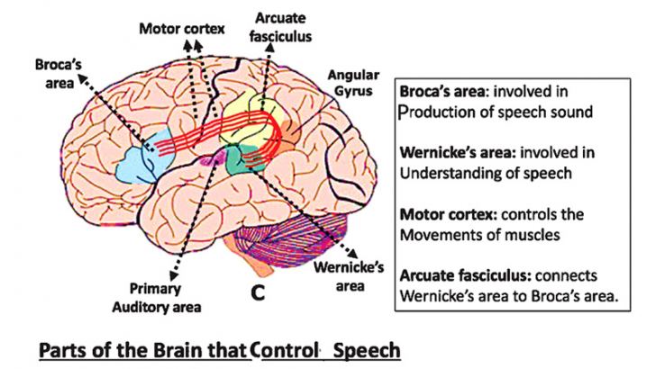 Role of the brain in perception and production of language Daily