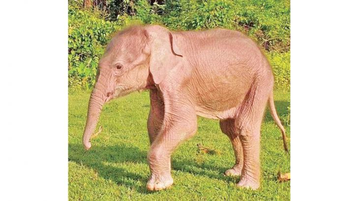 Rare white elephant born in Myanmar: state media