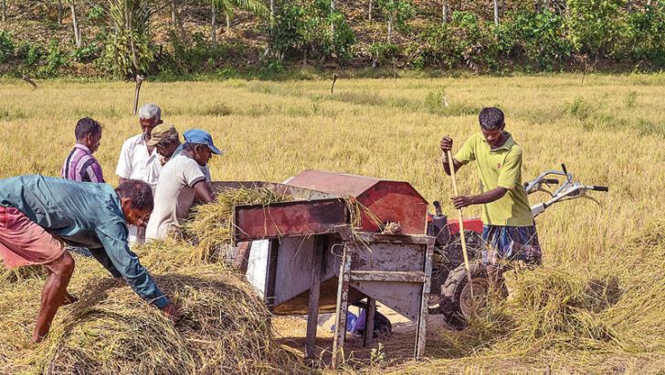 Paddy Cultivation: Pressure on the field to yield | Daily News