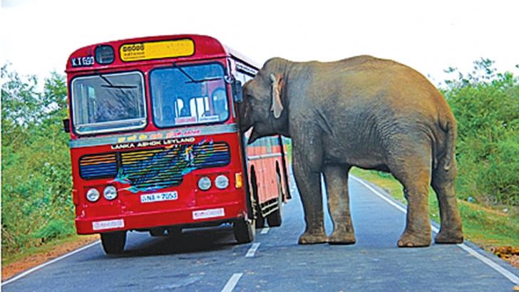 An elephant grabs food offered by commuters