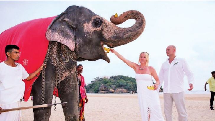 Sri Lanka is gaining popularity as a major wedding market and The EdenResort & Spa too has hosted many weddings. Here a German couple who selected the hotel to host their wedding seen feeding fruits to an elephant at the Beruwela beach.    