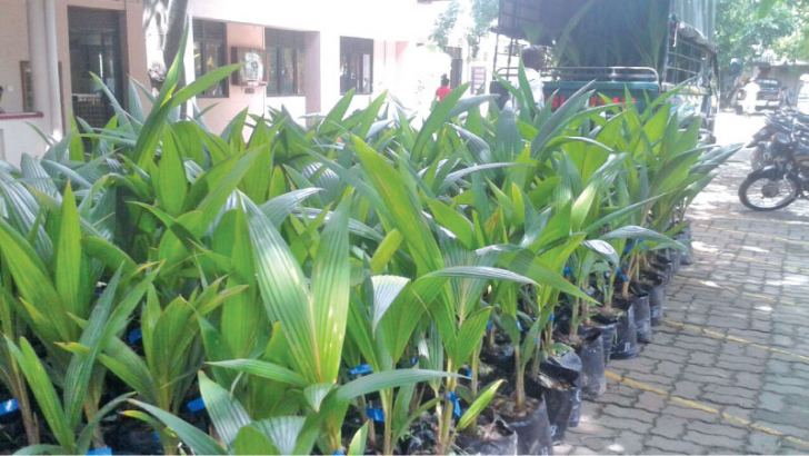 Stock of Coconut saplings that were sold at subsidised rate to government officials.  Picture by M. U. M. Sanoon