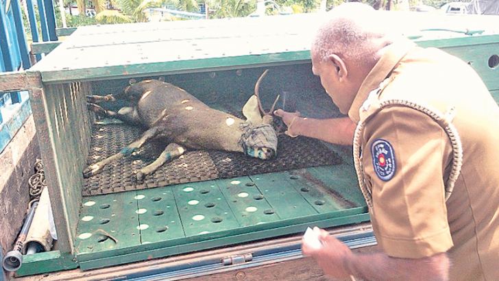 The barking deer which police freed from a poacher's net.