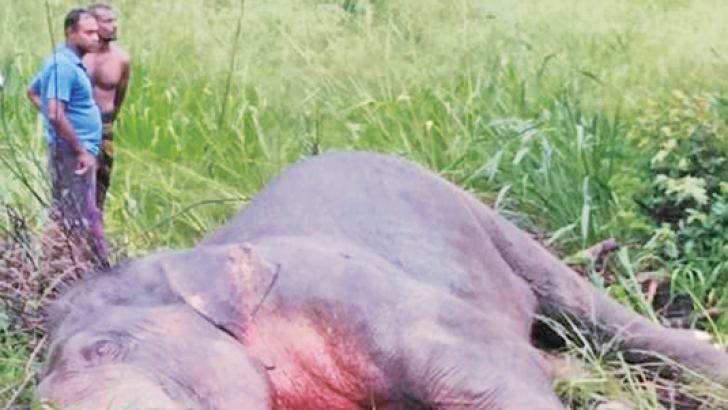 The elephant which was hit by the Raja Rata Regina yesterday. Picture by Galgamuwa Group Corr.
