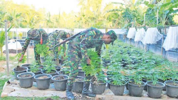 STF officers inspecting the cannabis cultivation. Picture by Mihira Wijesekara, Marawila Group Corr.