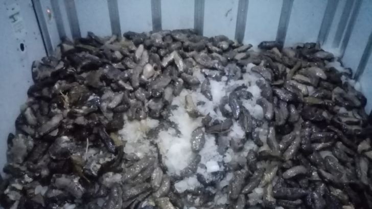 Illegally harvested sea cucumber held at Kudawella fishery harbour 