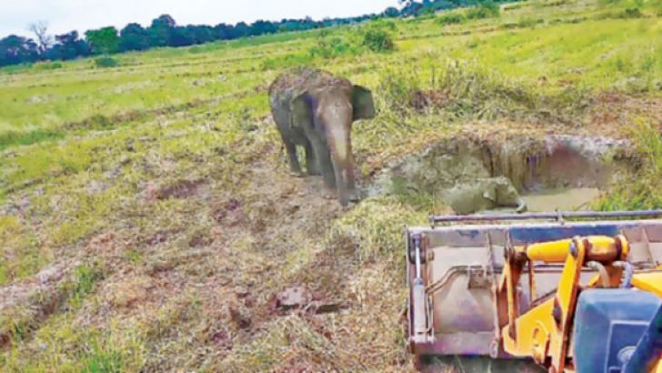 The cow elephant near her baby elephant in the well obstructing wild officers in their rescue attempt.