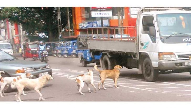 Several dogs crossing the main road.