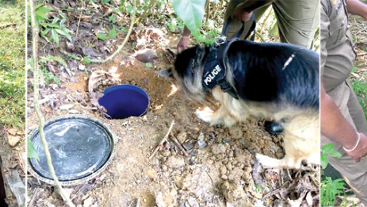 Sniffer dog Ruki after detecting a buried barrel of narcotics.